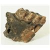 Image 1 : Mastodon Tooth Fossil