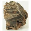 Image 3 : Mastodon Tooth Fossil
