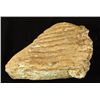 Image 2 : Prehistoric Mammoth Tooth Fossil