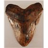 Image 1 : Megalodon Shark Tooth Fossil