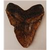 Image 2 : Megalodon Shark Tooth Fossil