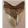 Image 1 : Megalodon Shark Tooth Fossil