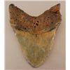 Image 2 : Megalodon Shark Tooth Fossil