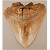 Image 1 : Large Brown Megalodon Shark Tooth