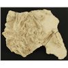 Image 1 : Fossil Skeleton