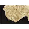 Image 2 : Fossil Skeleton