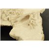 Image 8 : Fossil Skeleton