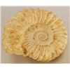 Image 1 : Large Ammonite Fossil
