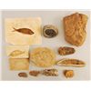 Image 1 : 12 Fish Fossils
