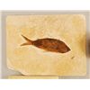 Image 2 : 12 Fish Fossils