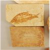 Image 3 : 12 Fish Fossils