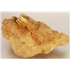Image 1 : Prehistoric Fossilized Teeth