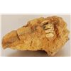 Image 2 : Prehistoric Fossilized Teeth