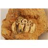Image 3 : Prehistoric Fossilized Teeth