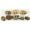 Image 1 : Collection of  Mastodon Teeth Fossils