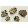 Image 2 : Collection of  Mastodon Teeth Fossils