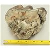 Image 8 : Collection of  Mastodon Teeth Fossils