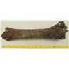 Image 1 : Large Fossil Bone