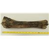 Image 2 : Large Fossil Bone