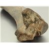 Image 3 : Large Fossil Bone