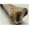Image 4 : Large Fossil Bone