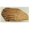 Image 10 : Collection of 4 Prehistoric Fossil Mammal Teeth