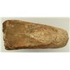 Image 11 : Collection of 4 Prehistoric Fossil Mammal Teeth