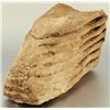 Image 13 : Collection of 4 Prehistoric Fossil Mammal Teeth