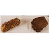 Image 14 : Collection of 4 Prehistoric Fossil Mammal Teeth
