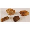 Image 1 : Collection of 4 Prehistoric Fossil Mammal Teeth