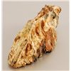 Image 2 : Collection of 4 Prehistoric Fossil Mammal Teeth