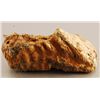 Image 7 : Collection of 4 Prehistoric Fossil Mammal Teeth