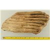 Image 8 : Collection of 4 Prehistoric Fossil Mammal Teeth