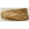 Image 9 : Collection of 4 Prehistoric Fossil Mammal Teeth
