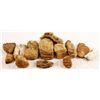 Image 1 : Collection Of 13 Mammoth Fossil Teeth