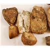 Image 2 : Collection Of 13 Mammoth Fossil Teeth