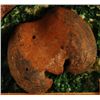 Image 3 : Sloth Megatherium Fossil Bones