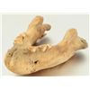 Image 1 : Fossil Jaw Bone