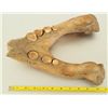 Image 2 : Fossil Jaw Bone