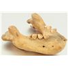 Image 3 : Fossil Jaw Bone