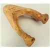 Image 8 : Fossil Jaw Bone