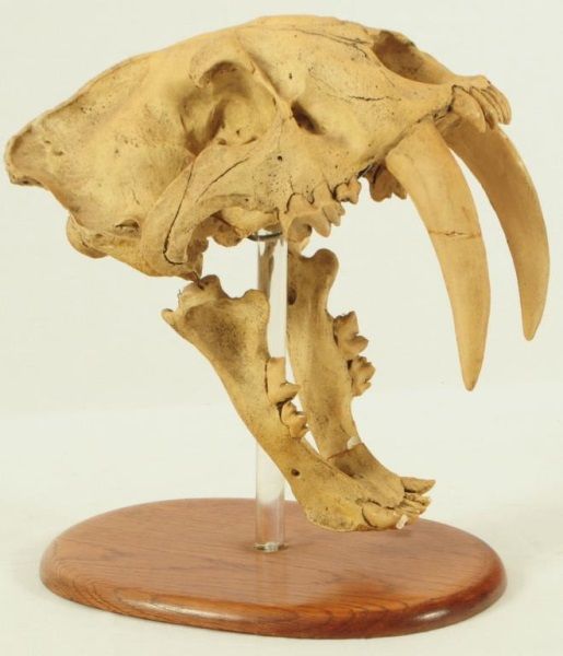 Saber Tooth Tiger Skull on Stand