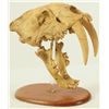 Image 1 : Saber Tooth Tiger Skull on Stand