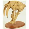 Image 2 : Saber Tooth Tiger Skull on Stand