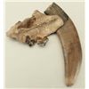 Image 4 : Large Collection Fossil Teeth