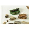 Image 7 : Large Collection Fossil Teeth