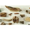 Image 8 : Large Collection Fossil Teeth