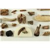 Image 9 : Large Collection Fossil Teeth