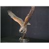 Image 2 : Bronze - Eagle Head Down 34" wingspan 36-6/8" Base to Tip of WIng 25" Wing to Back side 12" x 12" x 