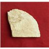 Image 2 : War Club Inclusion, Colorado,